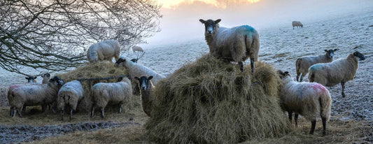 Are Sheepskin Rugs Ethical? - Wildash London