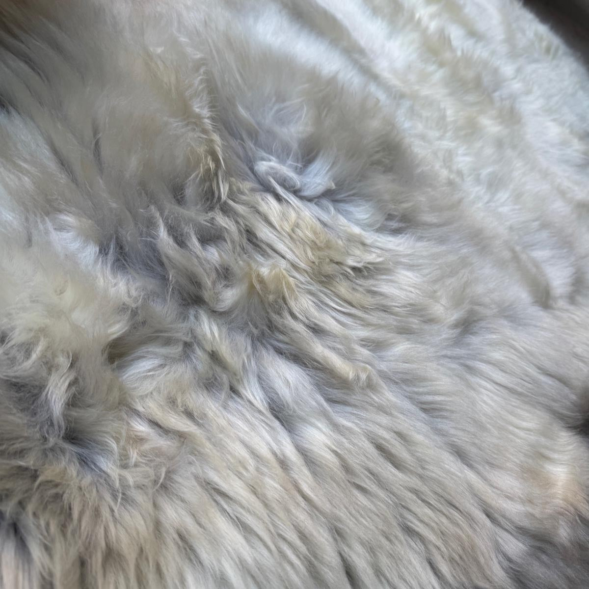 Britisches seltenes Schaffellfell, einzigartig, groß, 0602BRL02
