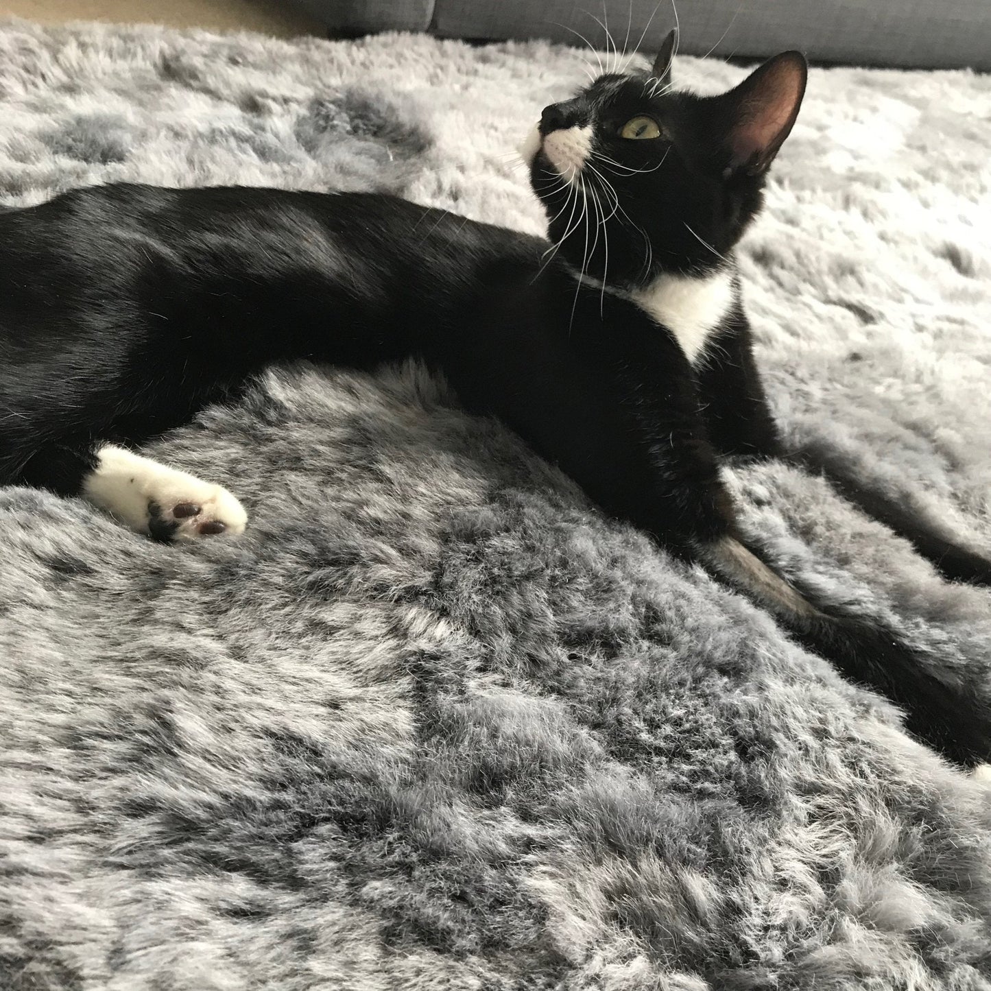 Icelandic Sheepskin Rug Cool Grey Shorn 50mm Straight Edges 60cm x 120cm - Wildash London