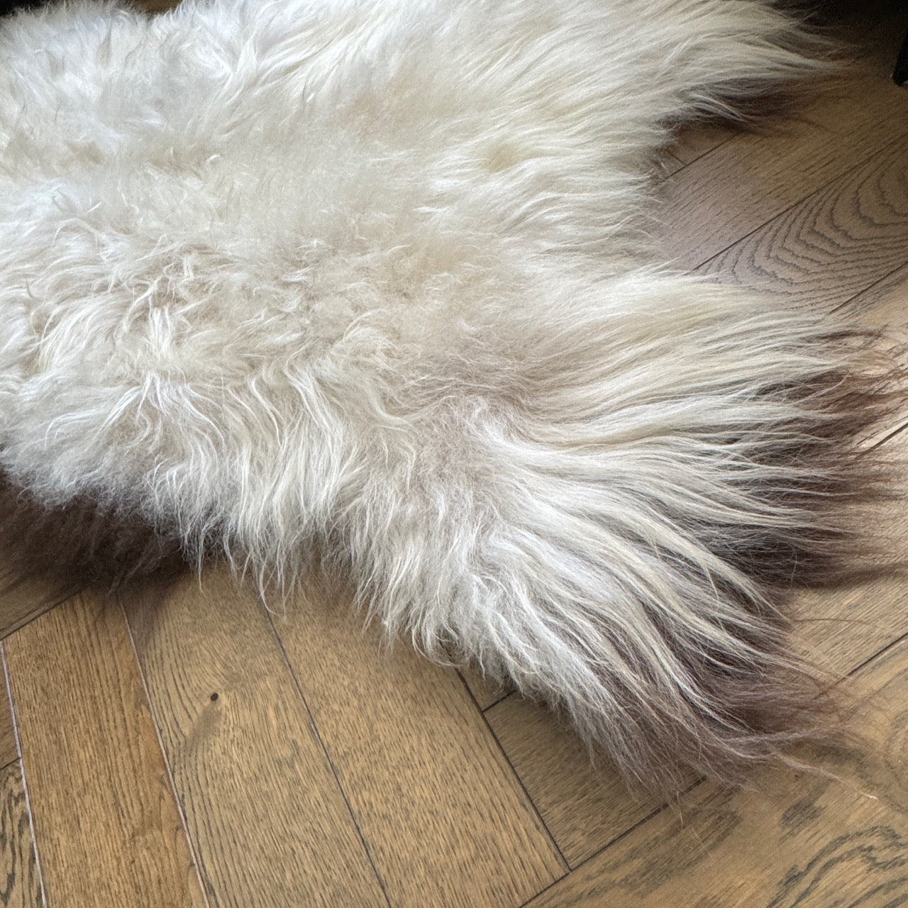 Icelandic Rare Breed Champagne Sheepskin Hide Unique Large 240516IL02