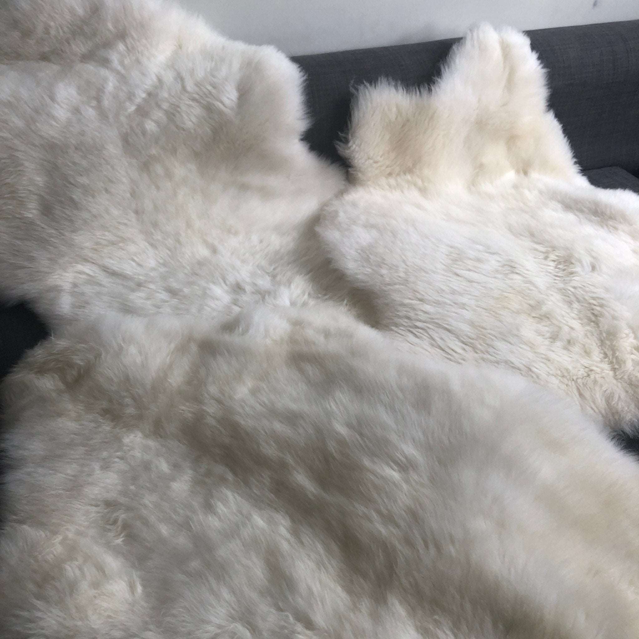 British Sheepskin Rug Hide Ivory White Small Short Fur - Wildash London