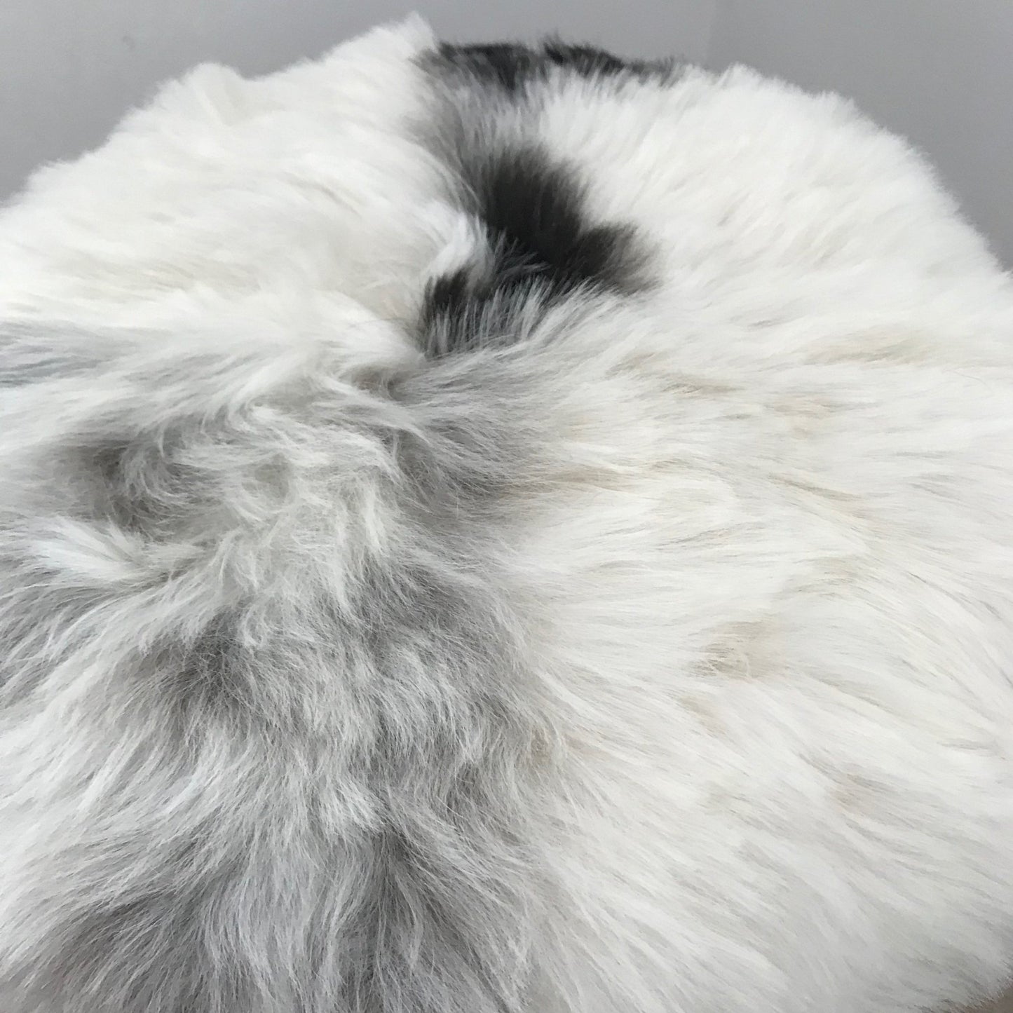 Icelandic Sheepskin Roundie Seat Cover White with Black Shorn 50mm - Wildash London