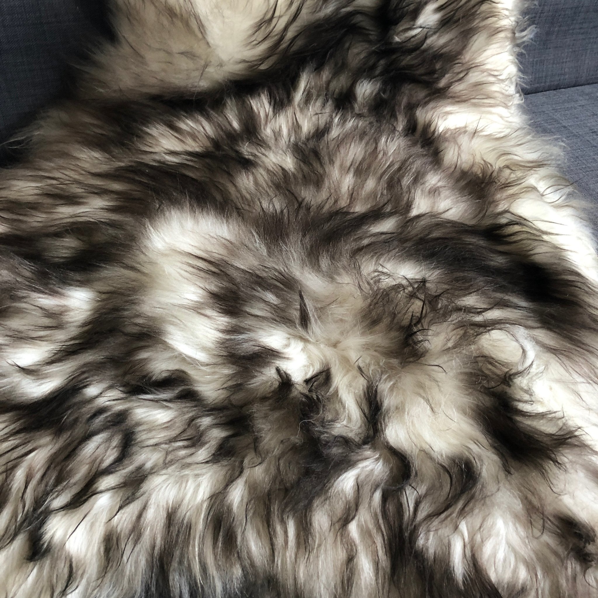 Icelandic Sheepskin Rug 100% Natural Sheep Skin Dark Tipped White | Timberwolf - Wildash London