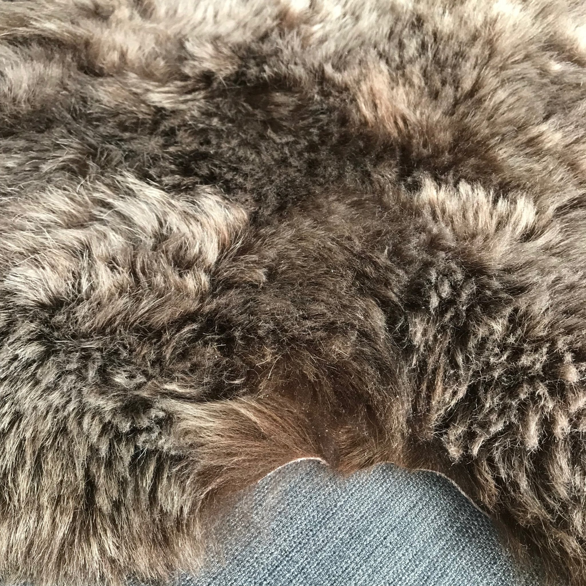 Icelandic Sheepskin Shorn 50mm Rich Chestnut Brown Large Wildash icelandic-sheepskin-shorn-50mm-rich-chestnut-brown-large-wildash