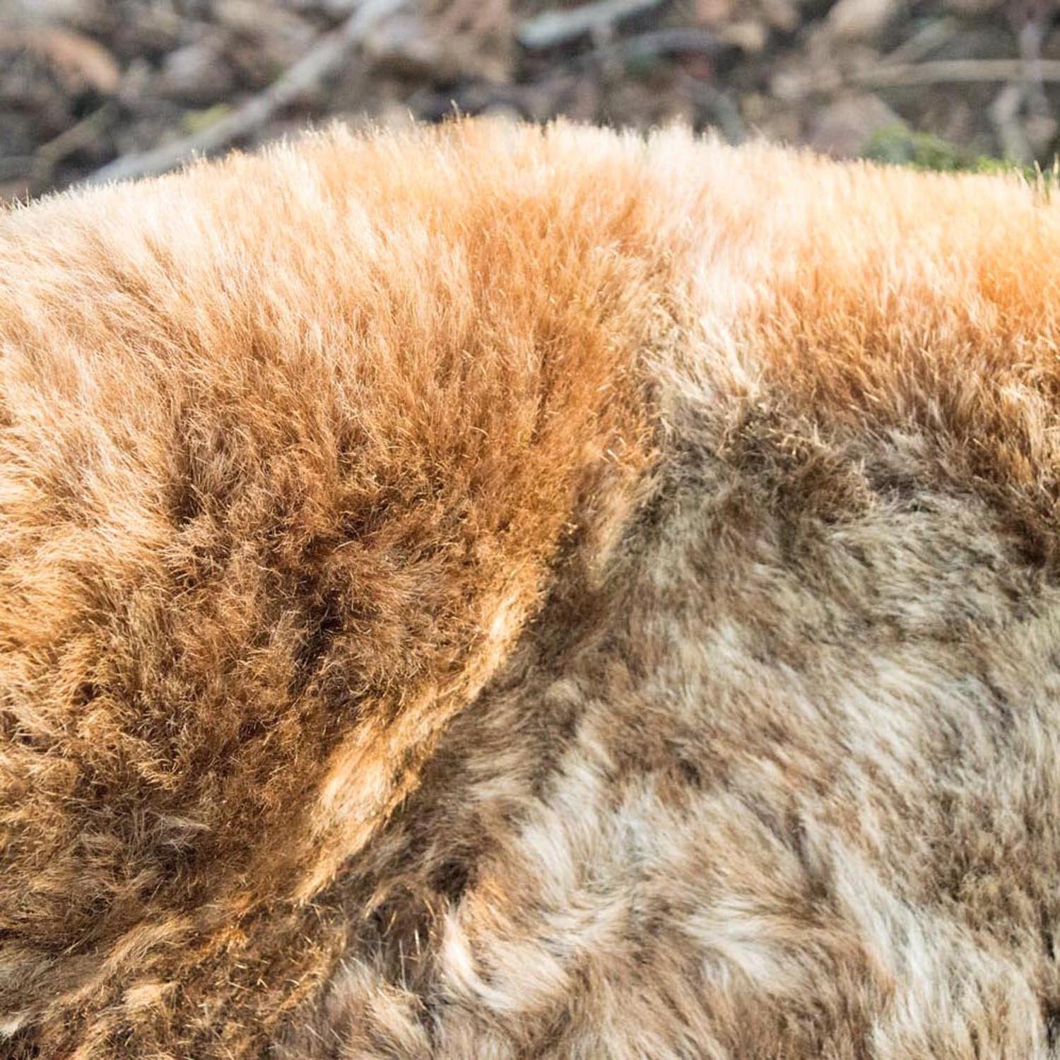 Ombre Rust Icelandic Shorn 50mm Sheepskin Rug | Fleece | Large - Wildash London
